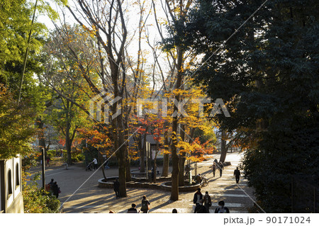 井の頭恩賜公園 秋の風景 井の頭恩賜公園 秋の風景 90171024