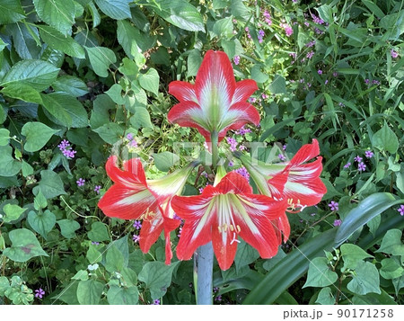 鮮やかな赤色の花がキレイ 鮮やかな赤色の花がキレイ 90171258