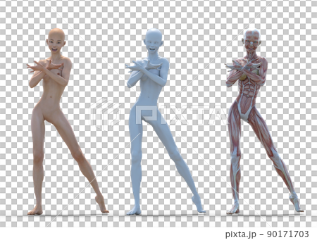 筋肉標本　女性　perming3DCGイラスト素材 90171703