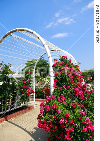 徳島県藍住町・バラ園 90171873