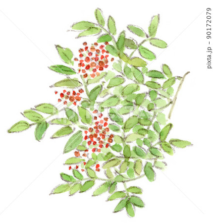 季節の挿し絵：初夏、ニワトコの赤い実の水彩画イラスト 90172079