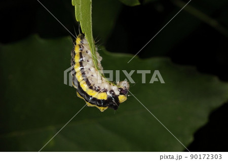生き物　昆虫　ホタルガ、幼虫です。淡黄色と黒、灰色のストライプ、艶のある体に疎らな毛 90172303