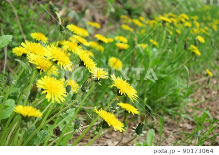 北海道のタンポポの群生 北海道のタンポポの群生 90173064