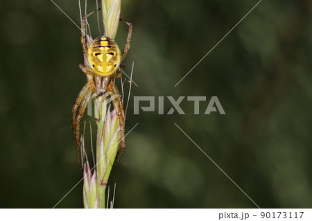 生き物 蜘蛛 ドヨウオニグモ、メスです。小型で美しいオニグモ、体の大きさは一センチ弱 生き物 蜘蛛 ドヨウオニグモ、メスです。小型で美しいオニグモ、体の大きさは一センチ弱 90173117