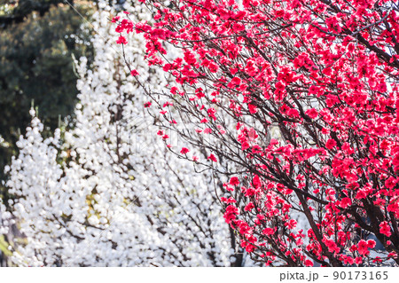 紅白のハナモモ 90173165