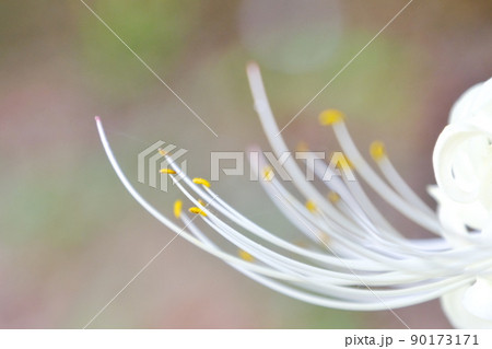 彼岸花 90173171