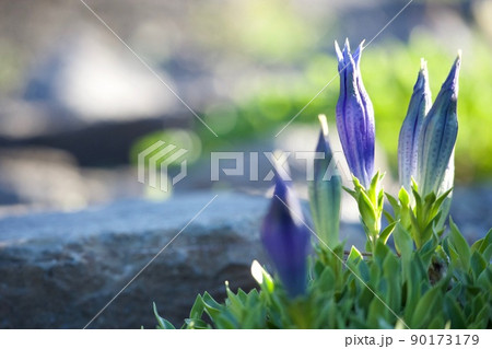 トランペットリンドウ Stemless Gentiana トランペットリンドウ Stemless Gentiana 90173179