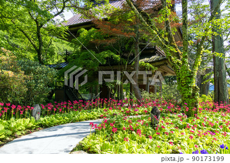 クリンソウと山門 90173199