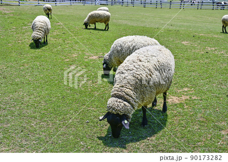 ひるがの高原　牧歌の里の羊たち（5月下旬） 90173282