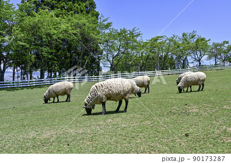 ひるがの高原 牧歌の里の羊たち(5月下旬) ひるがの高原 牧歌の里の羊たち(5月下旬) 90173287