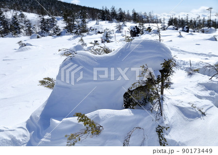 冬山の木に覆いかぶさるように積もった雪(北横岳 坪庭自然園 長野県 茅野市) 冬山の木に覆いかぶさるように積もった雪(北横岳 坪庭自然園 長野県 茅野市) 90173449