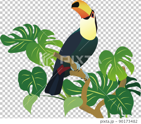 Toco toucan bird 90173482