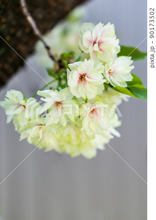 ギョイコウの枝花 ギョイコウの枝花 90173502