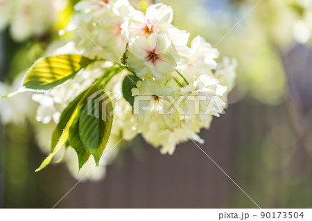 ギョイコウの枝花 ギョイコウの枝花 90173504