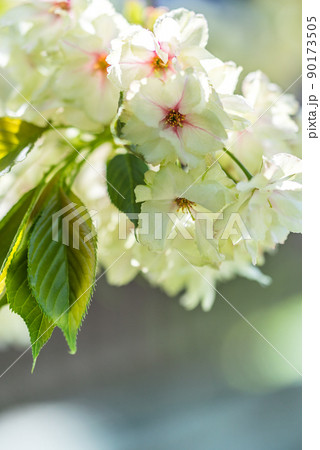 ギョイコウの枝花 90173505