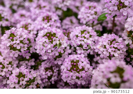 ニワナズナの開花　b-2 90173512