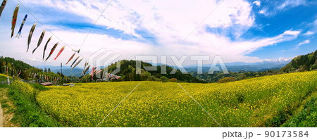 菜の花畑に泳ぐ鯉のぼりと北アルプス遠景 菜の花畑に泳ぐ鯉のぼりと北アルプス遠景 90173584
