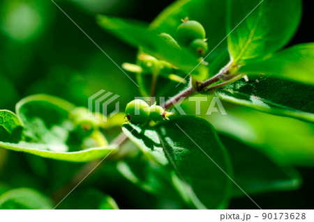 瓢箪木の幼果 瓢箪木の幼果 90173628