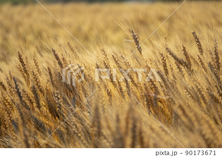 収穫直前の小麦　日本産 90173671