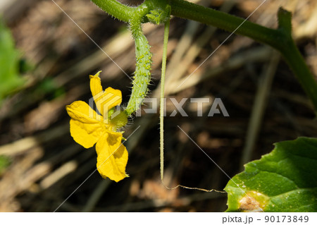 5月の家庭菜園で花が咲き実が出来始めたキュウリ 5月の家庭菜園で花が咲き実が出来始めたキュウリ 90173849