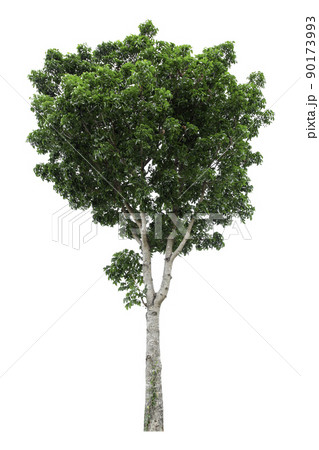 Large green tree is isolated on a white background. clipping path Large green tree is isolated on a white background. clipping path 90173993