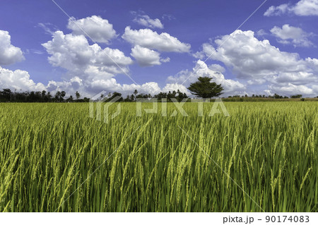 Beautiful scenery of rural nature with a green field in the area near Bangkok. With a blue sky as a background, Nonthaburi, Thailand Beautiful scenery of rural nature with a green field in the area near Bangkok. With a blue sky as a background, Nonthaburi, Thailand 90174083