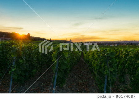 In the Champagne vineyards of Montagne de Reims, Reims, France, row vine grapes. In the Champagne vineyards of Montagne de Reims, Reims, France, row vine grapes. 90174087