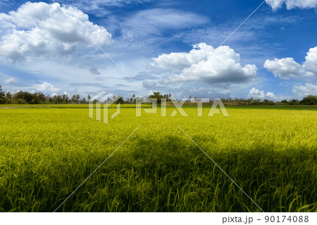 Beautiful scenery of rural nature with a green field in the area near Bangkok. With a blue sky as a background, Nonthaburi, Thailand Beautiful scenery of rural nature with a green field in the area near Bangkok. With a blue sky as a background, Nonthaburi, Thailand 90174088