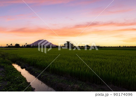 Beautiful scenery of rural nature with a green field in the area near Bangkok. With a sunrise sky as a background, Nonthaburi, Thailand 90174096