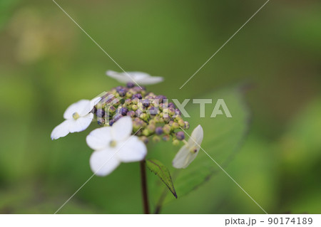 アジサイ　0268 90174189