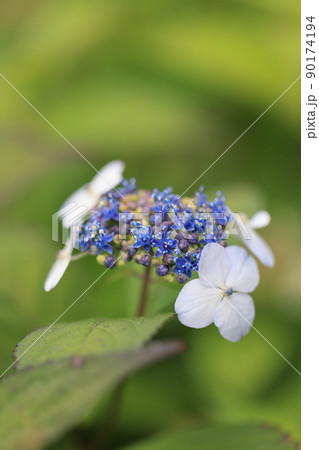 アジサイ　0273 90174194