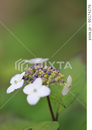 アジサイ　0280 90174276