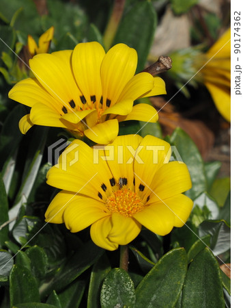 ガザニア(Gazania rigens) 90174362