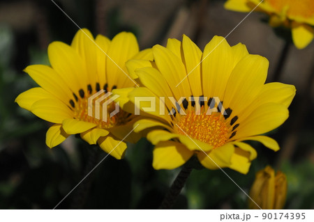 ガザニア(Gazania rigens) ガザニア(Gazania rigens) 90174395