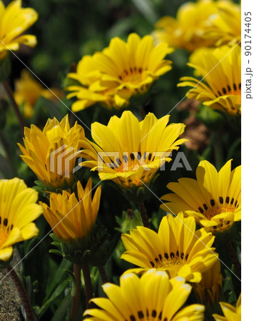 ガザニア(Gazania rigens) ガザニア(Gazania rigens) 90174405