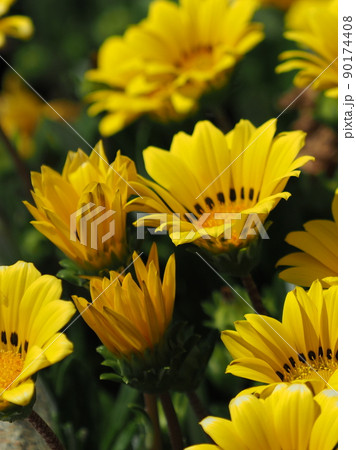 ガザニア(Gazania rigens) 90174408