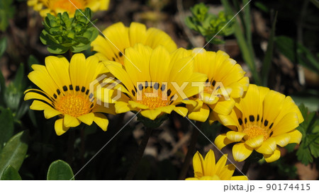 ガザニア(Gazania rigens) 90174415