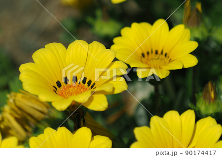 ガザニア(Gazania rigens) 90174417