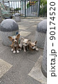 街角の犬　実は彫像 90174520
