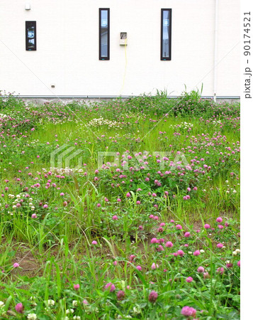 アカツメクサ咲く新興住宅地の建設予定地の野原風景 90174521