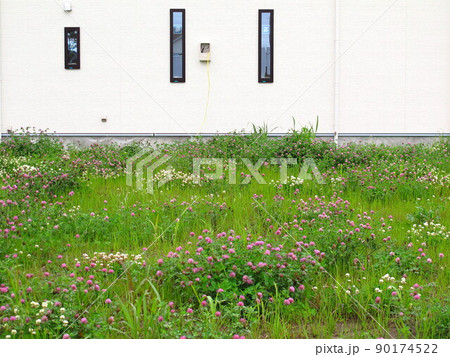 アカツメクサ咲く新興住宅地の建設予定地の野原風景 90174522