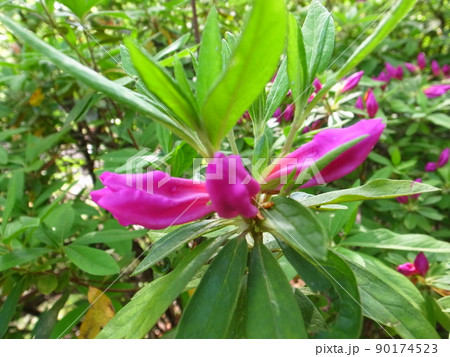 つつじ つつじ 90174523