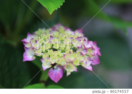 アジサイ 0289 アジサイ 0289 90174557