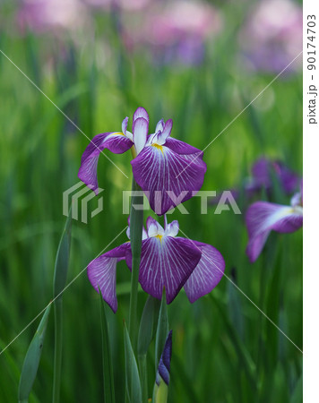 花菖蒲(iris) 90174703