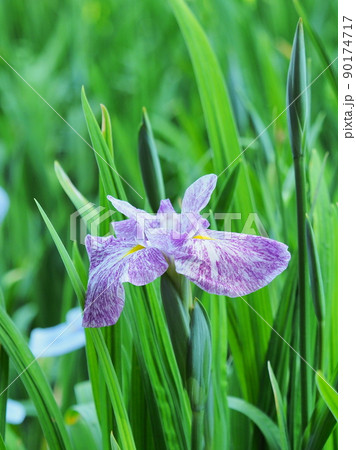 花菖蒲(iris) 90174717