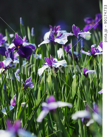 花菖蒲(iris) 花菖蒲(iris) 90174733
