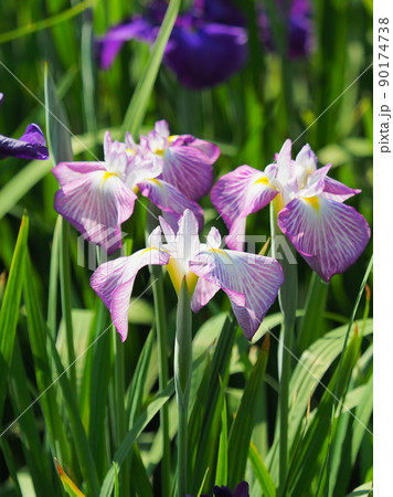 花菖蒲(iris) 90174738