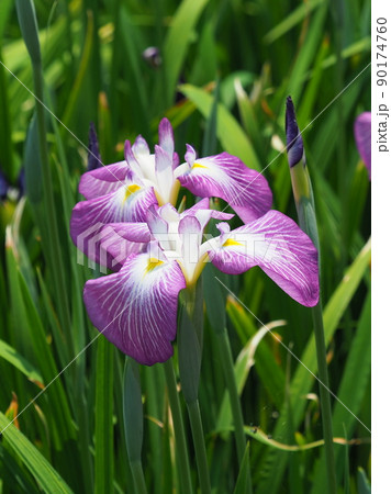 花菖蒲(iris) 90174760