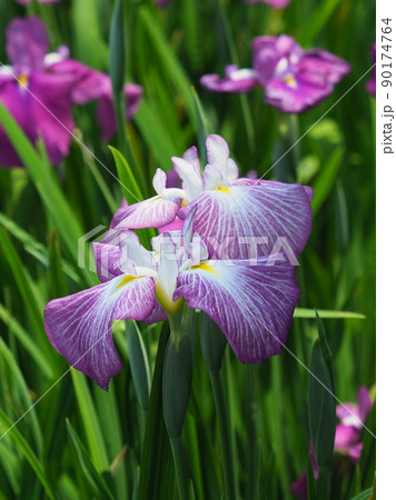 花菖蒲(iris) 90174764