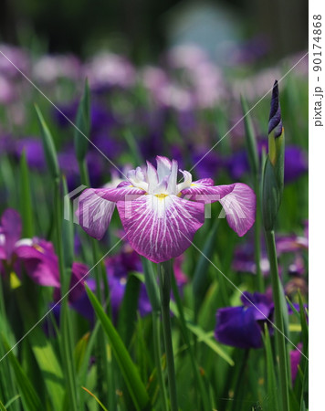 Japanese iris 90174868